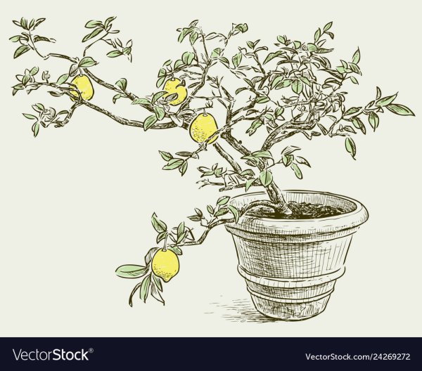 Лимонное дерево скетч
