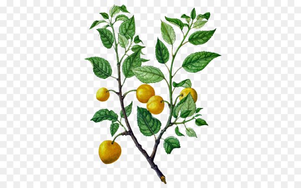 Ветка лимонного дерева