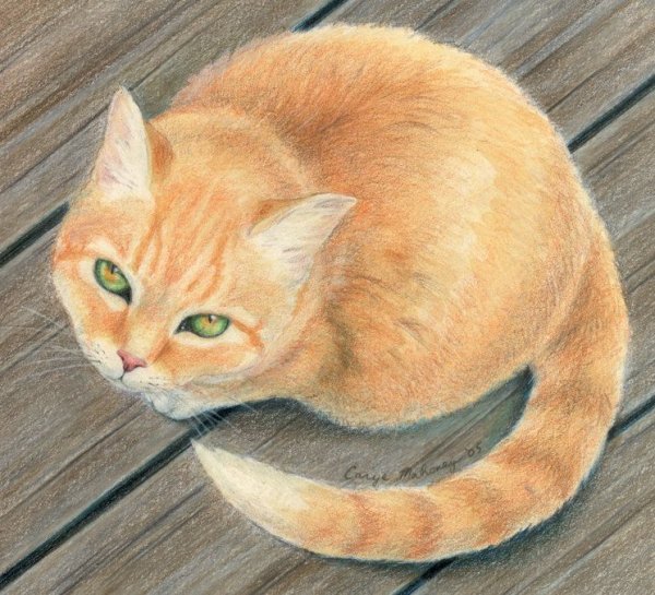 Коты Воители рыжий котёнок