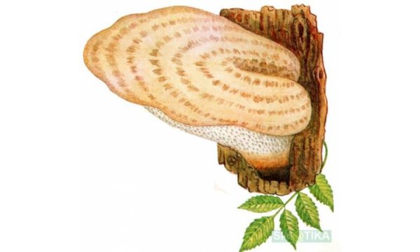 Гриб трутовик паразит рисунок