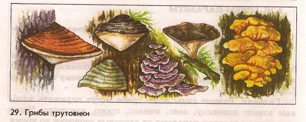Гриб трутовик биология