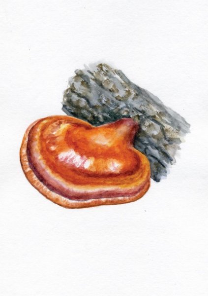 Гриб трутовик лакированный черно- белый