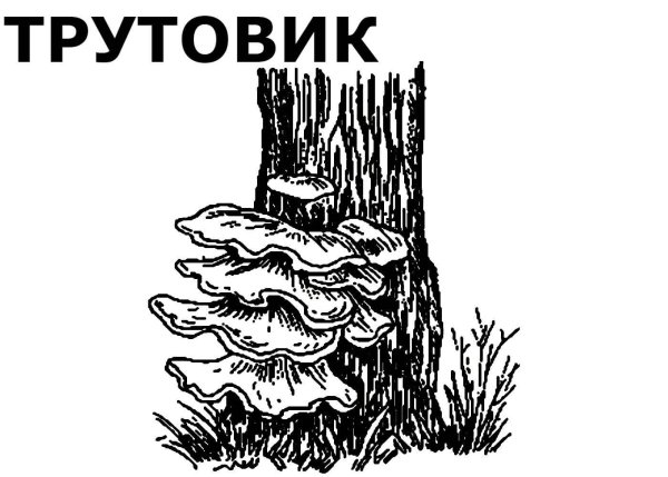 Гриб трутовик
