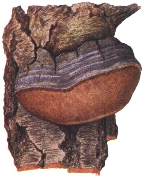 Строение грибов трутовиков