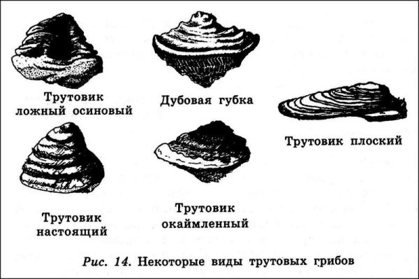 Трутовик окаймленный строение