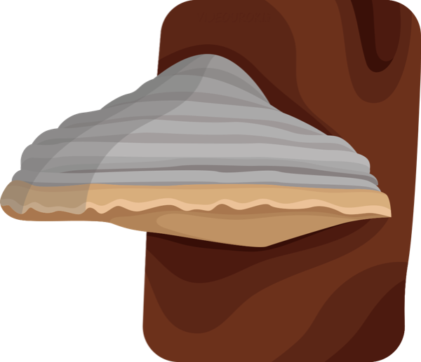 Гриб трутовик паразит рисунок