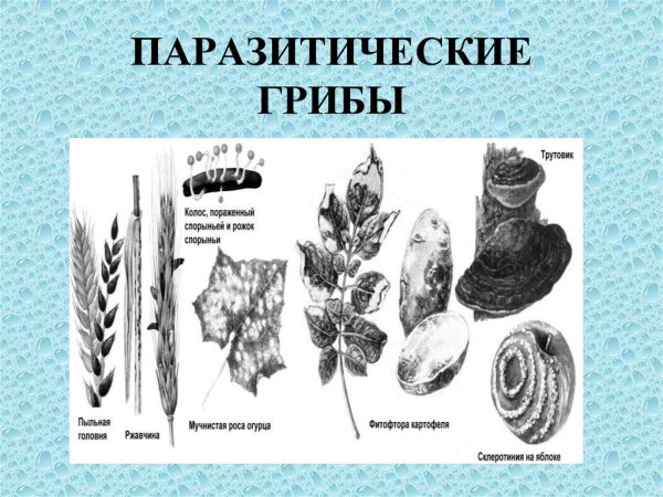 Трутовик черно белый