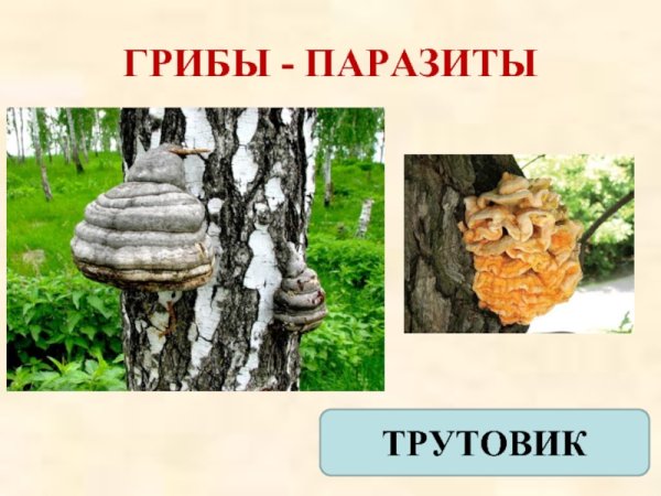 Гриб трутовик чешуйчатый ложный