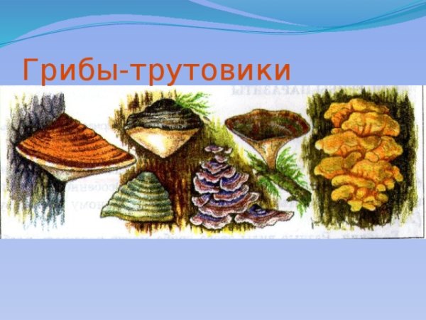 Плодовое тело чаги