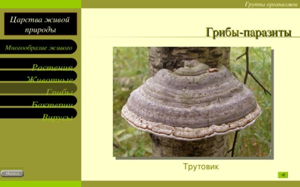 Гриб трутовик