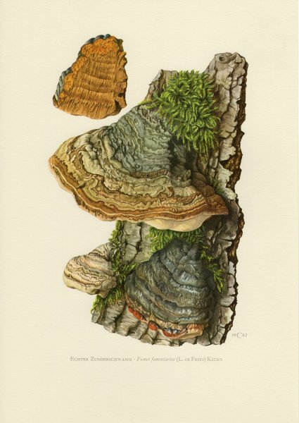 Гриб трутовик раскраска