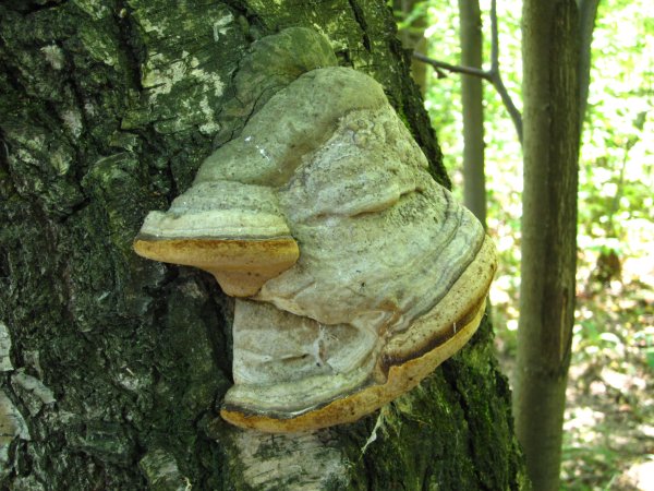 Строение паразитических грибов