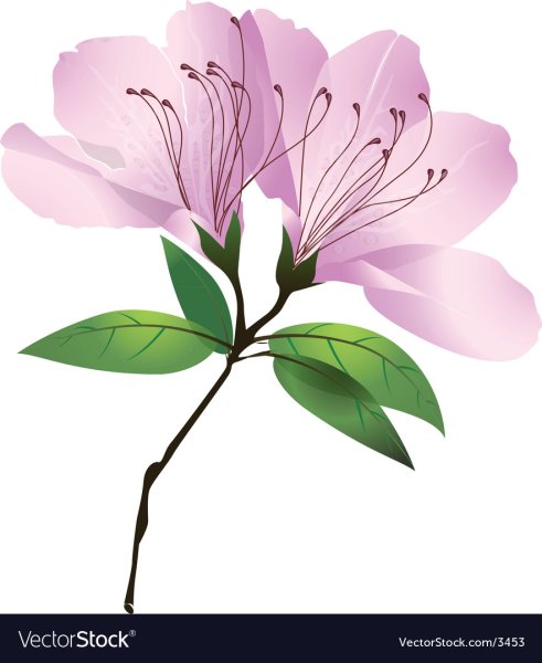 Азалия Арима