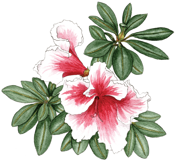 Рододендрон рисунок