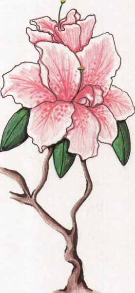 Цветы для срисовки цветные