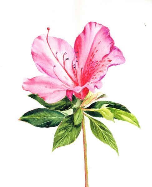 Азалия акварель
