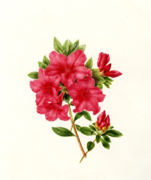 Азалия нарисованная