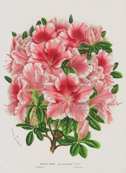 Азалия Ботанический рисунок