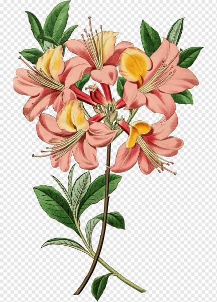 Азалия Ботанический рисунок