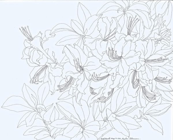 Азалия эскиз