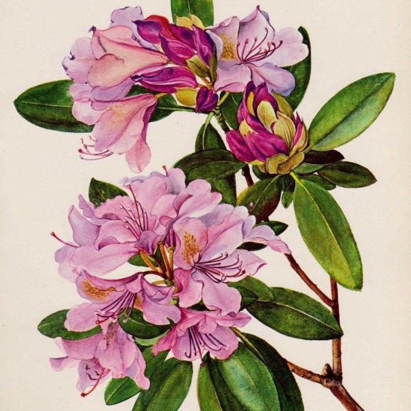 Рододендрон Ботанический