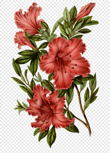 Азалия гибискус