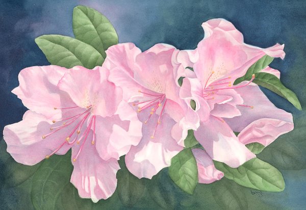 Рододендрон Painting akvarel