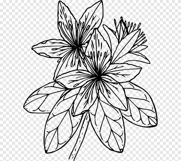 Цветы рисунок