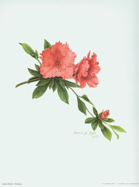 Азалия акварель