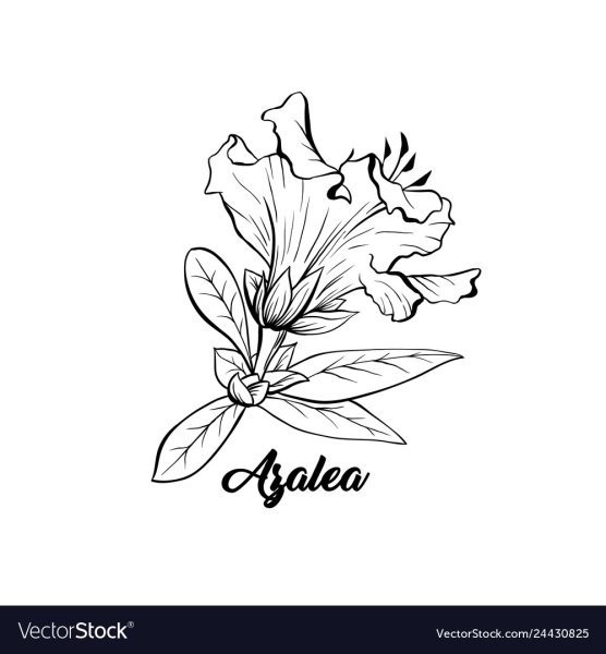 Азалия эскиз