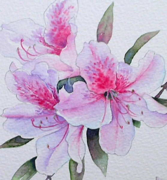 Азалии акварелью