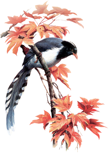 Птицы на прозрачном фоне