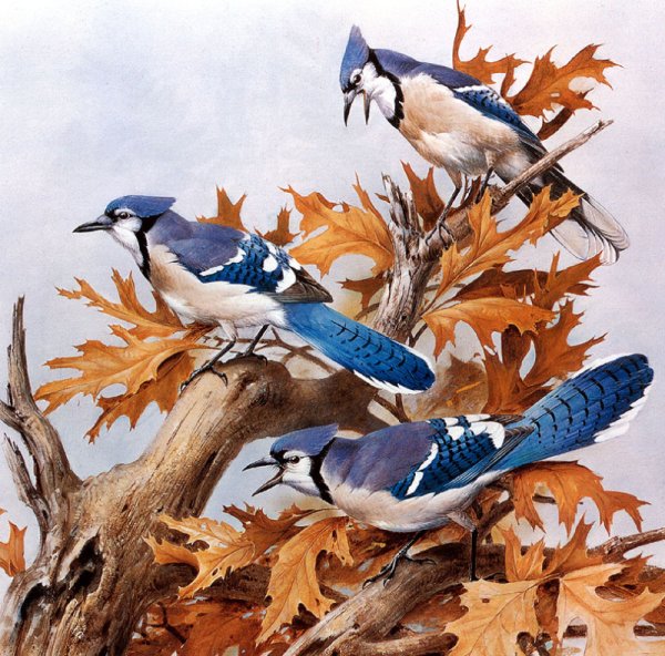 Роджер Тори Петерсон -