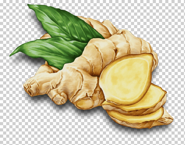 Имбирь иллюстрация