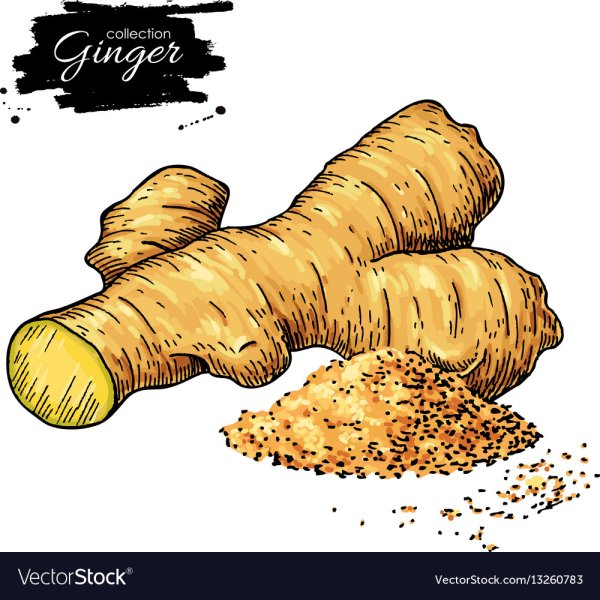 Имбирь вектор