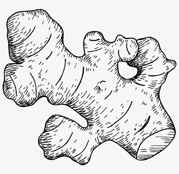 Имбирь вектор