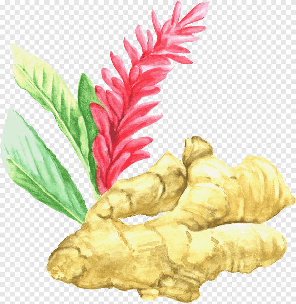 Имбирь акварель