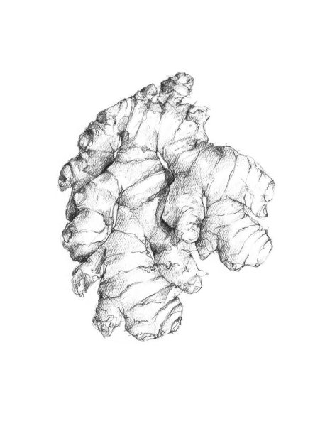 Имбирь карандашом