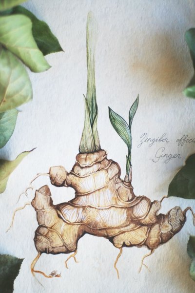 Имбирь Ботаническая иллюстрация