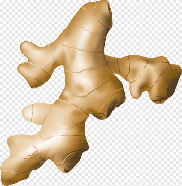 Имбирь вектор