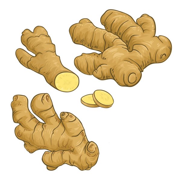 Корень имбиря вектор