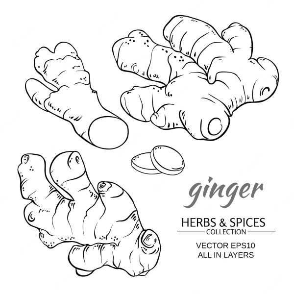 Имбирь вектор