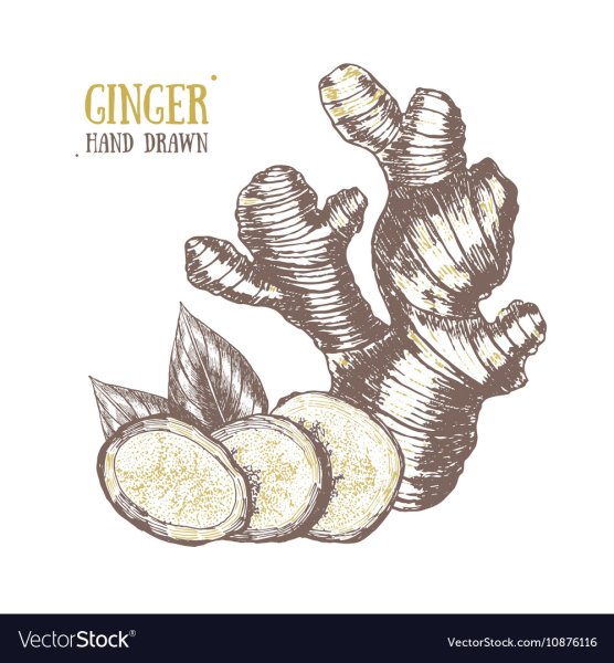 Имбирь рисунок