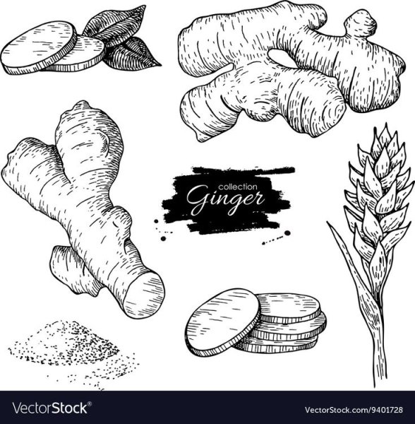 Имбирь рисунок