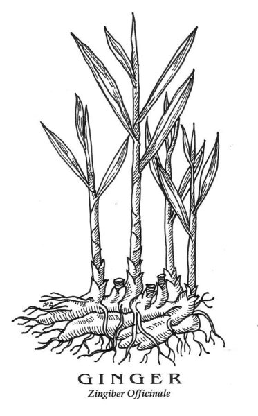 Имбирь рисунок