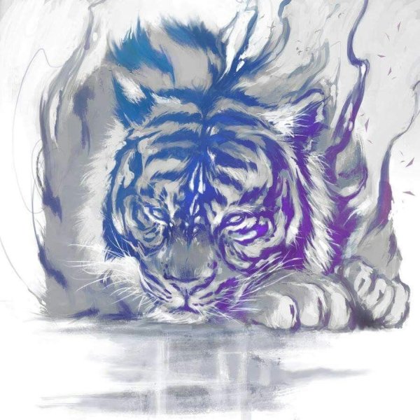 Рисунок белого тигра