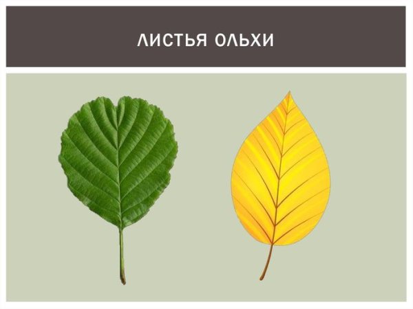 Лист ольхи форма листа