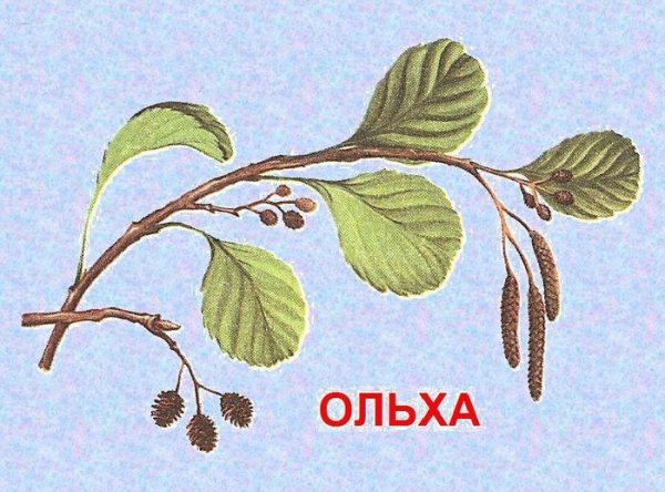 Ольха рисунок