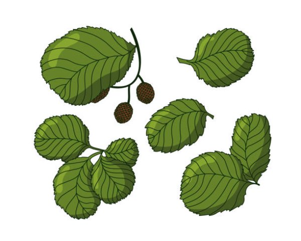 Лист ольхи вектор