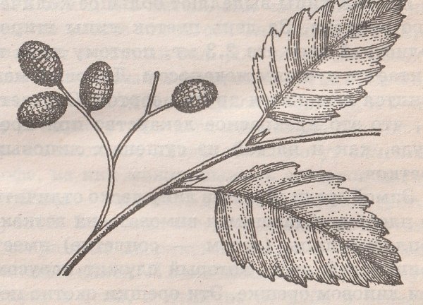 Ольха побеги